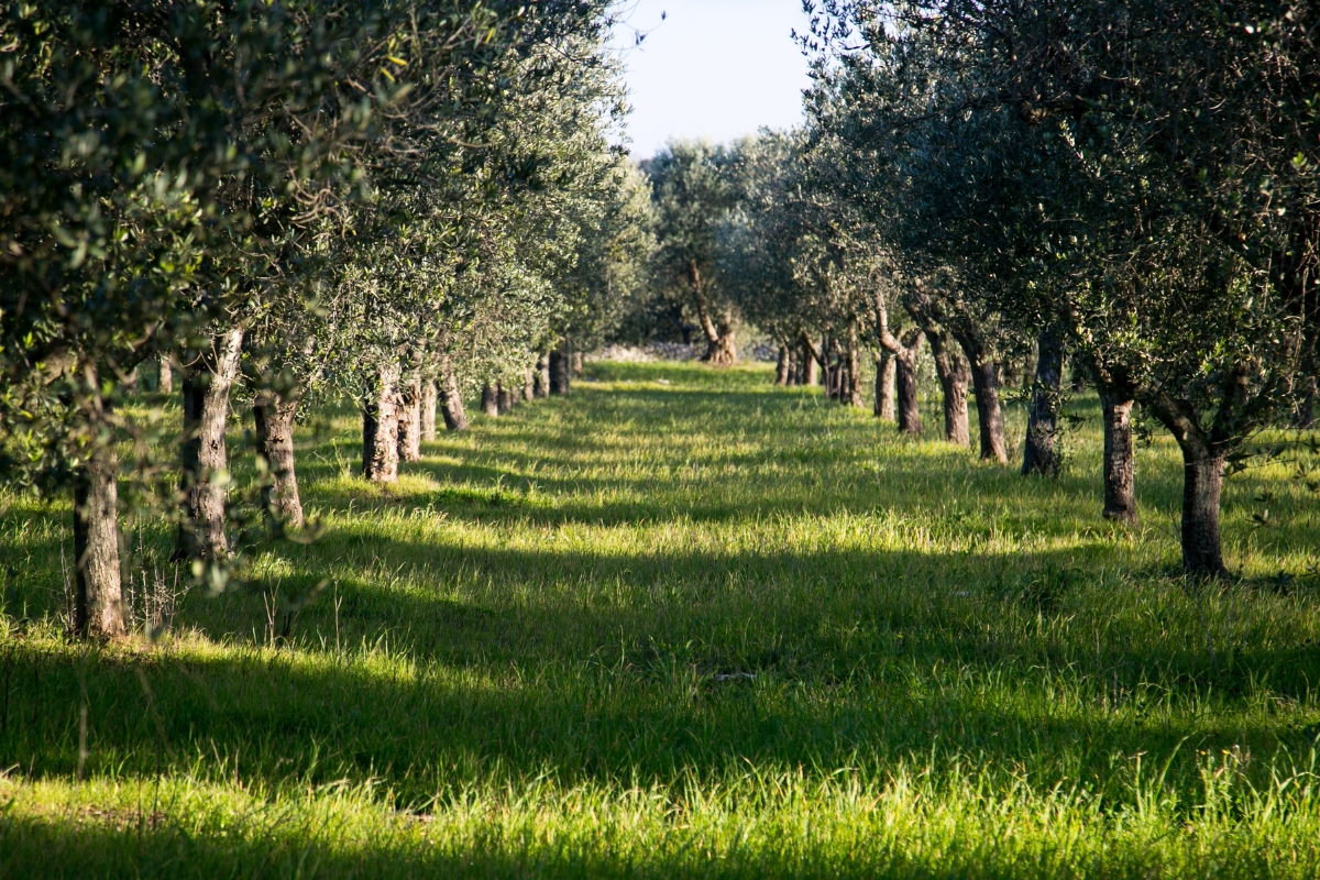 Agricultura Regenerativa: Mejorando la fertilidad del suelo y la sostenibilidad de tu finca