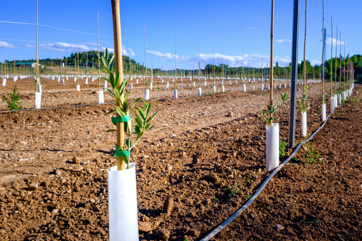 Sectorización del riego: La clave para maximizar la eficiencia hídrica en tu finca