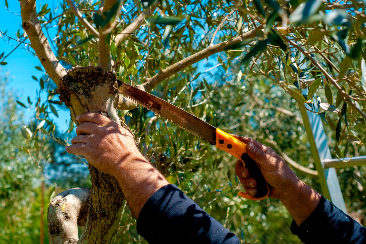Gestión técnica de la poda en el olivar: clave para la productividad y sanidad del cultivo.