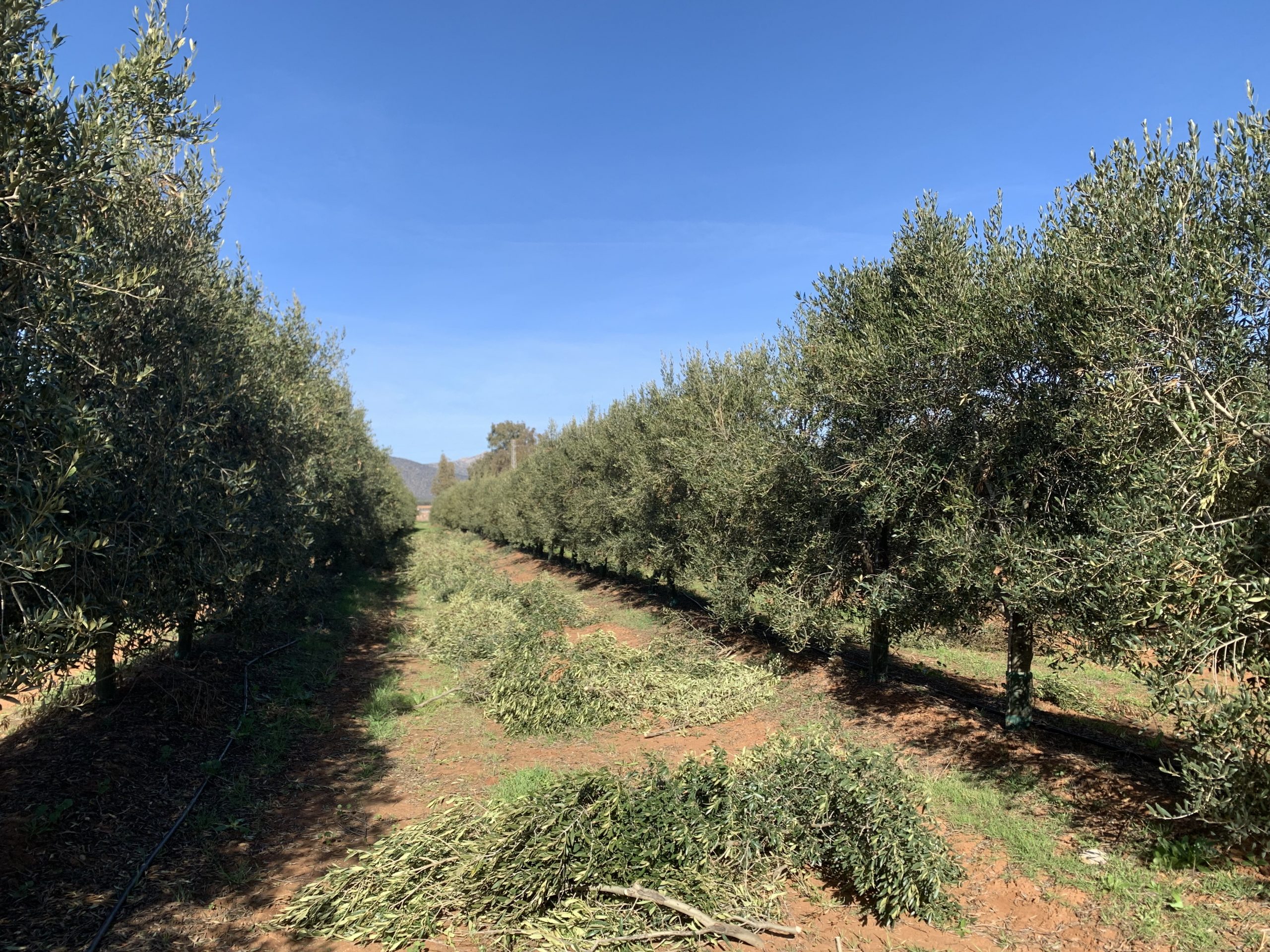 Errores más comunes en plantaciones de olivar superintensivo: lo que debes saber antes de plantar.
