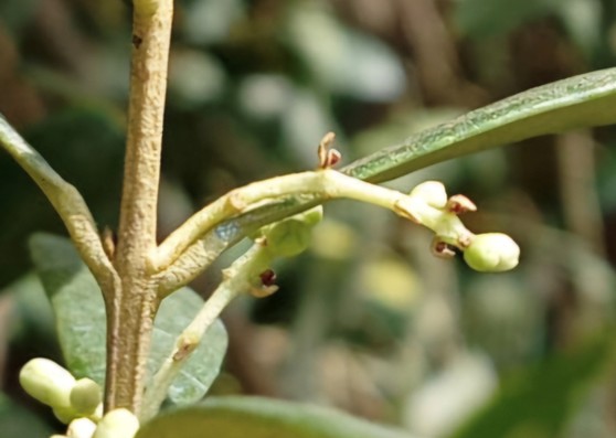 Incidencia fitosanitaria en olivar: detección y manejo de Closterotomus